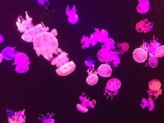 -欢乐海岸海洋奇梦馆
