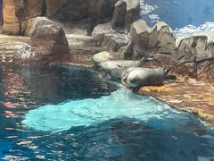 -海合安武汉极地海洋公园