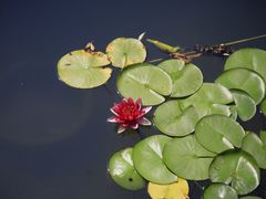 -海淀公园