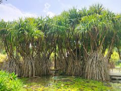 -中国科学院西双版纳热带植物园