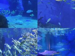 -成都浩海立方海洋公园