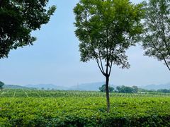 -北京张裕爱斐堡酒庄