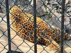 -大连森林动物园