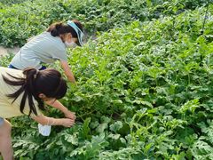-前小桔亲子创意农场·草莓采摘·露营烧烤