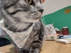 -藏猫猫咖啡主题馆(中央大道店)