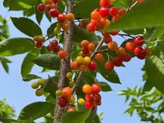 -合肥滨湖国家森林公园