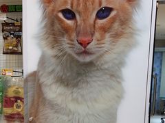 -瑞派申生动物医院·24H夜诊·国际动物医疗中心·骨外科(吴中路店)