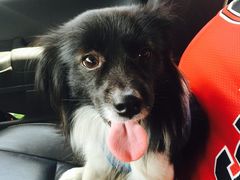 -乐琪宠物(青塔西路店)