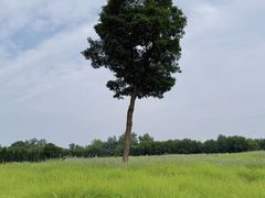 -汉长安城未央宫国家考古遗址公园