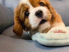 -萌宠之家·腊肠犬·马尔泰·小体犬舍