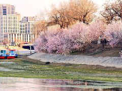-桃花堤公园