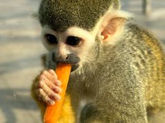 -苏州太湖西山岛开心农场