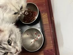 -猫大福·Fortune Cat猫舍(百子湾店)