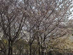 -高东镇樱花园