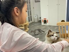 -楼上猫咖(罗湖店)