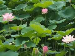 -荔湾湖公园