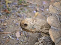 -清迈夜间动物园