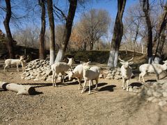 -北京野生动物园