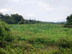 -华侨城湿地公园