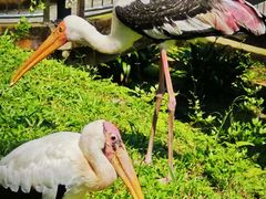 -吉隆坡雀鸟公园