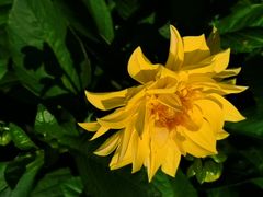 -黑龙江省森林植物园