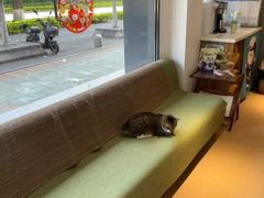 -御宝贝·A梦猫科宠物医院(国际猫友好医院)