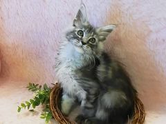 -十年猫舍·猫咪专门店(普陀店)