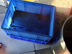 -海鸥岛河景湖大排档