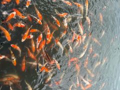 -昆山城市生态森林公园