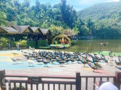 -西双版纳原始森林公园