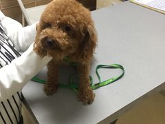 -爱侣宠医·鹦鹉专科·小型哺乳类·异宠专科(灵石路店)