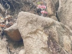 -北京鹫峰国家森林公园