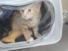 -瑞派伍一宠物医院·眼科·骨科·猫科转诊中心(马王堆院)