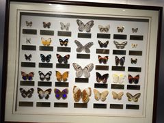 -上海昆虫博物馆