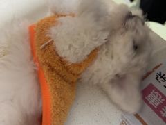 -瑞派康怡24h宠物医院·犬猫医疗中心·微创绝育(瑞景分院)