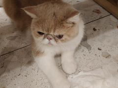 -飞行喵MR PILOT|猫舍·猫咖(静安大融城店)