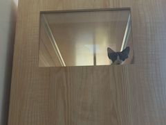 -山宅一喵德文卷毛猫舍
