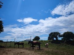 -塞罕坝国家级自然保护区