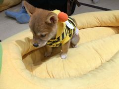-逗柴咖啡屋·狗咖猫咖宠物桌游