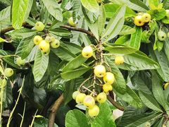-龙坞茶村