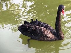 -BLACKSWAN黑天鹅(环球店)