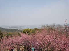 -香雪海