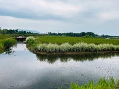 -西京湾花海