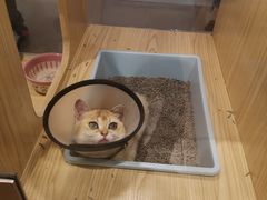-屋虎猫馆(宝安大仟里店)