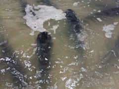 -陈大锅·岳阳鱼馆·地道岳阳菜(美食街店)