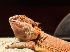 -帕帕拉兹宠物(亚洲旗舰店)