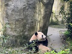 -都江堰中华大熊猫苑