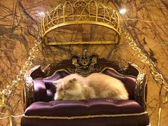 -more than meow吴止猫主题餐厅(承德 中船汇店)