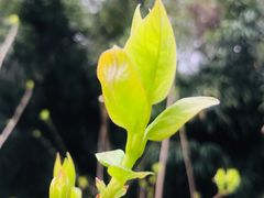 -菊花台公园