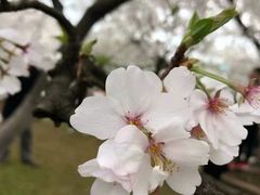 -武汉大学-樱园